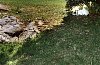 dog.jpg